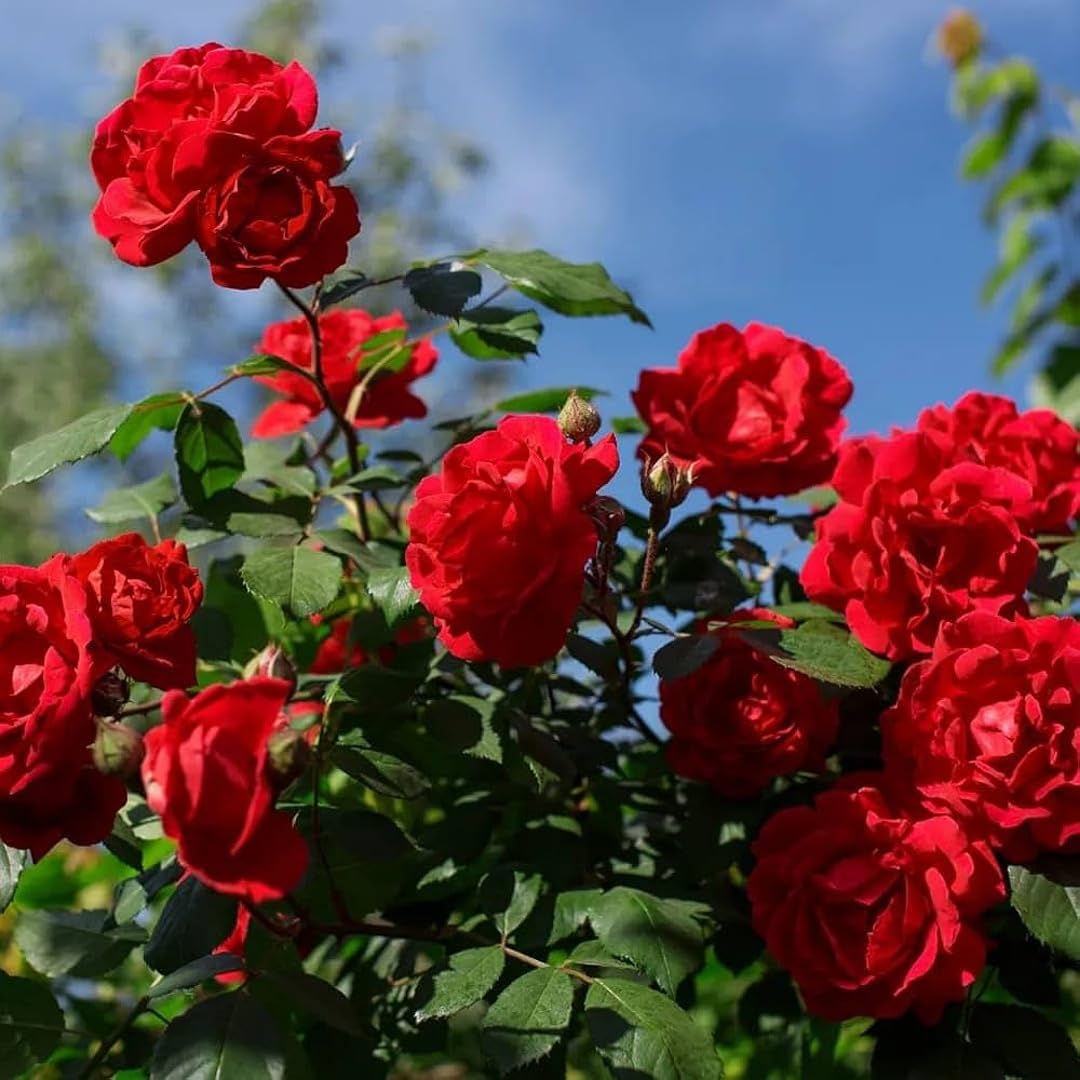 Red China climbing rose grown from seeds with cascading crimson blooms and lush green foliage